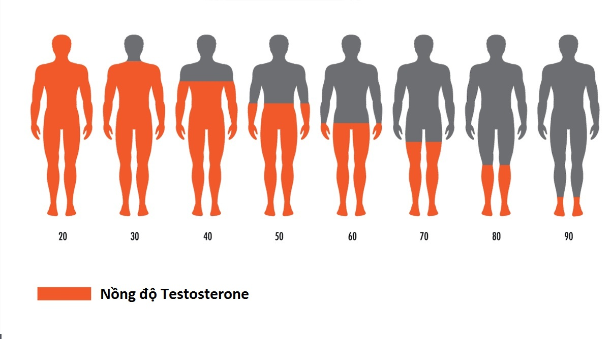 Suy giảm nồng độ testosterone là nguyên nhân hàng đầu gây rối loạn cương dương