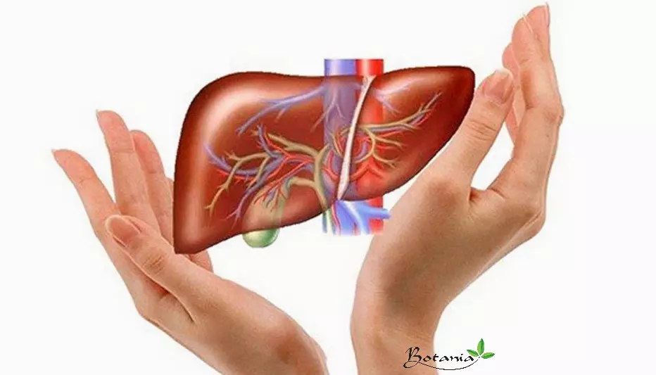 Lá gan là cơ quan thải độc lớn và quan trọng của cơ thể