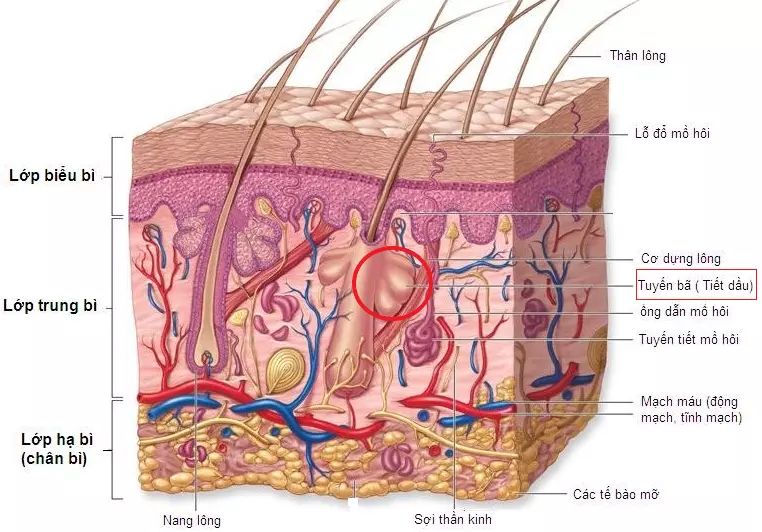 Vị trí tuyến bã nhờn trên da