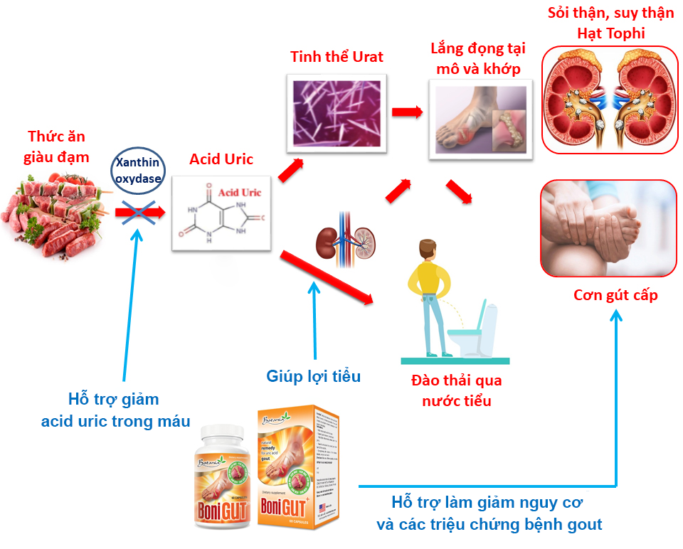 Cơ chế vượt trội của BoniGut +
