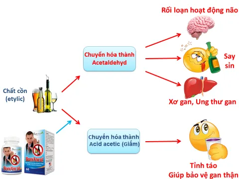 Tác dụng toàn diện của BoniAncol +