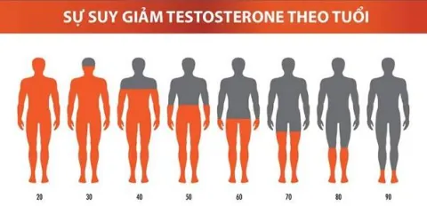 Nồng độ testosteron giảm dần theo độ tuổi