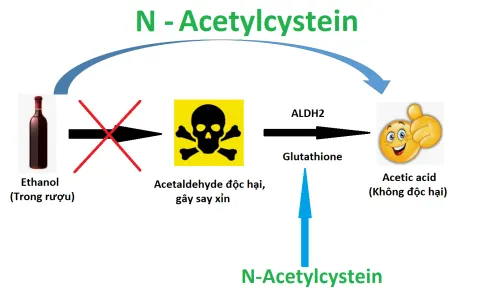 N-Acetylcysteine giúp cơ thể chuyển hóa rượu thành chất không độc hại