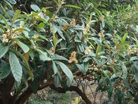 Cây Tỳ bà
