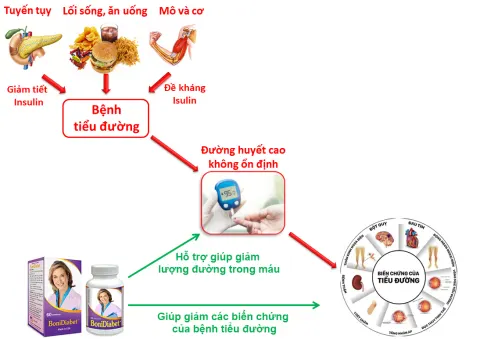 Cơ chế tác dụng của sản phẩm BoniDiabet +