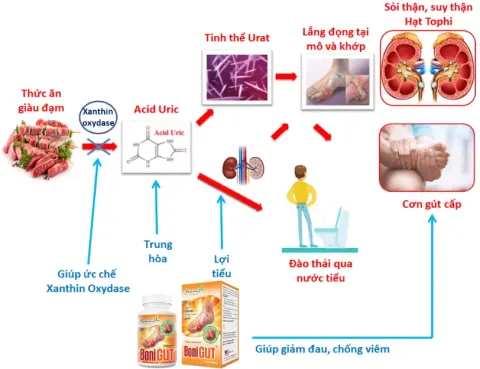 Cơ chế tác dụng của BoniGut +