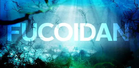 Fucoidan - Mảnh ghép hoàn chỉnh của BoniDetox trong chăm sóc sức khỏe của phổi 