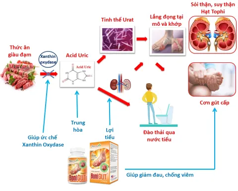 cơ chế tác dụng của sản phẩm bonigut