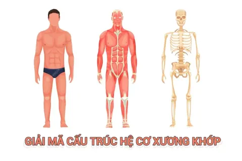 Giải mã cấu trúc hệ vận động cơ-xương-khớp