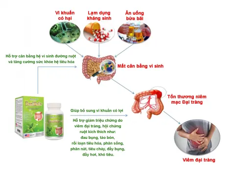 Cơ chế tác dụng của BoniBaio + với bệnh viêm đại tràng