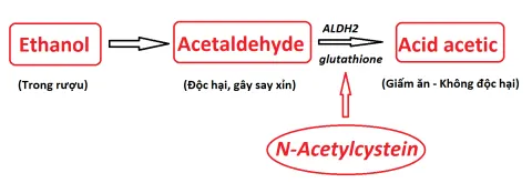 Cơ chế giúp giải rượu, bảo vệ gan của N-Acetylcystein