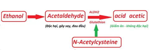 N-Acetylcystein giúp tăng nồng độ glutathione trong cơ thể, thúc đẩy quá trình giải rượu