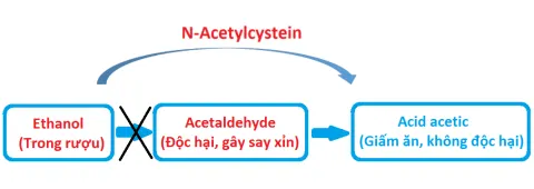 Bổ sung N-Acetylcystein giúp giải rượu bia hiệu quả