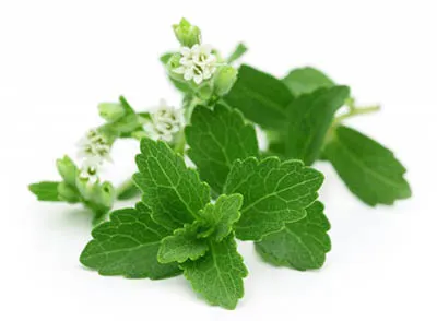 Tiểu đường có ăn đường cỏ ngọt được không?