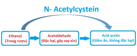   N-Acetylcystein giúp rượu chuyển hóa trực tiếp từ ethanol thành acetic acid (giấm ăn)