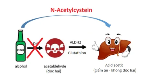 N-Acetylcystein giúp rượu bỏ qua bước chuyển hóa tạo acetaldehyde độc hại