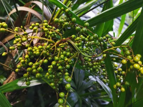  Quả cọ lùn