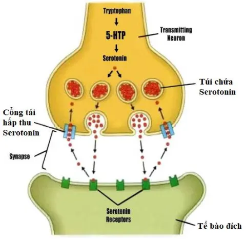 Mối liên quan giữa 5-HTP với Serotonin