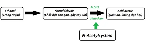N-Acetylcystein giúp acetaldehyde nhanh chóng được chuyển thành acid acetic
