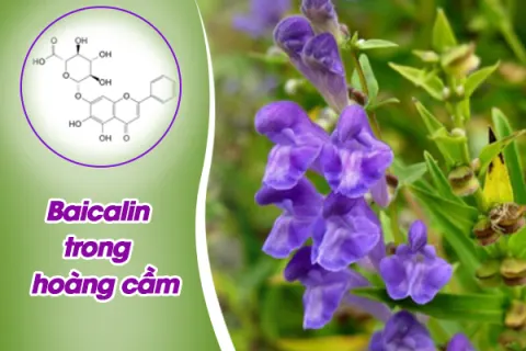Baicalin trong hoàng cầm