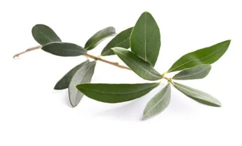 Lá ô liu