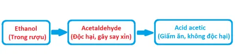 Quá trình chuyển hóa rượu trong gan