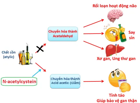 N-Acetylcystein giúp chống say xỉn hiệu quả