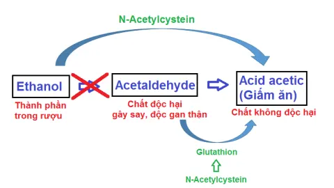 N-Acetylcystein giúp chuyển hóa rượu thành chất không độc hại.
