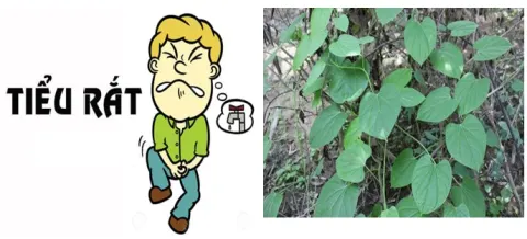 Chữa tiểu rắt bằng lá tiết dê có thực sự hiệu quả không?