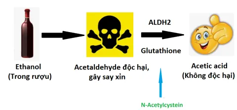 Tác dụng của N- Acetylcystein