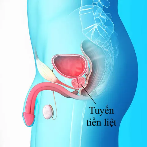  Tuyến tiền liệt hỗ trợ hoạt động tình dục của nam giới