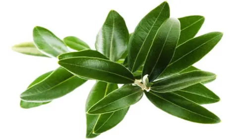 Lá Ô liu chứa hàm lượng cao Oleuropein có tác dụng chống oxy hóa mạnh mẽ