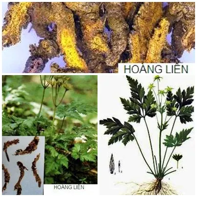 Hoàng Liên