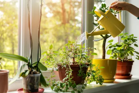 Thư giãn tinh thần bằng cách tưới cây buổi sáng