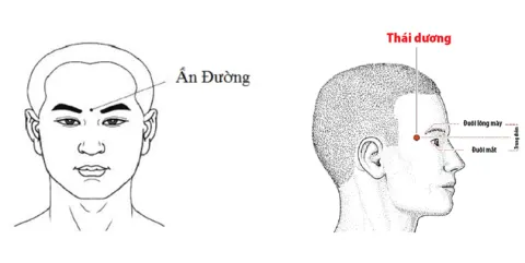 Vị trí huyệt ấn đường và huyệt thái dương