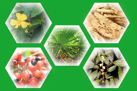Thành phần toàn diện của BoniSeal +