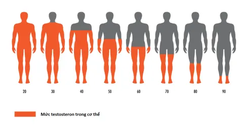 Mức testosteron trong cơ thể giảm dần theo thời gian