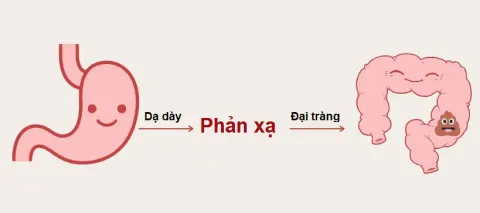 Ăn sáng xong đi ngoài có thể là phản xạ bình thường của cơ thể