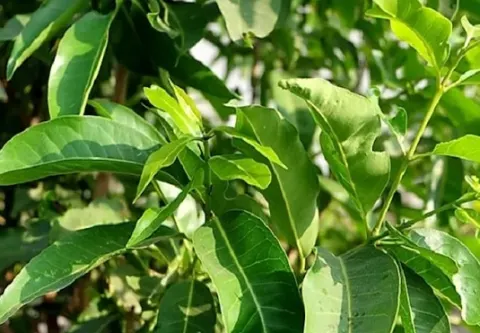 Cách chữa bệnh gout bằng lá vối tươi theo kinh nghiệm dân gian có hiệu quả không?